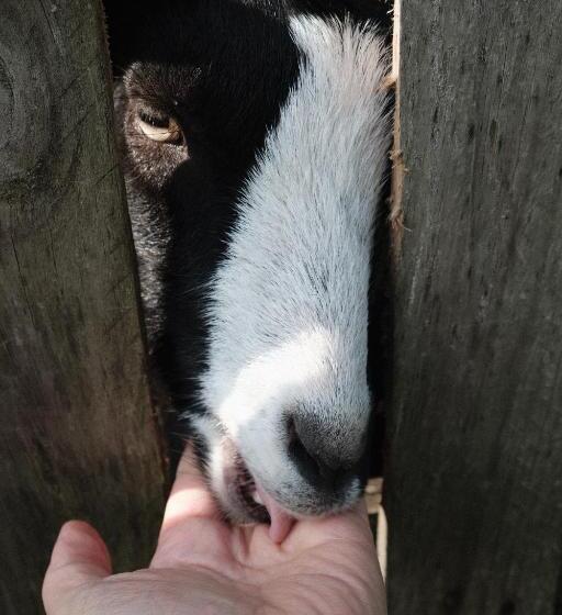 ベッドアンドブレックファースト Tenuta Agriturismo La Borina