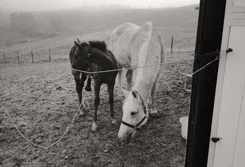 B&b Tenuta Il Galletto