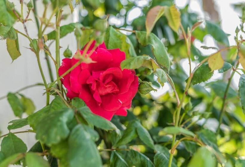 住宿加早餐  Villa Caramia