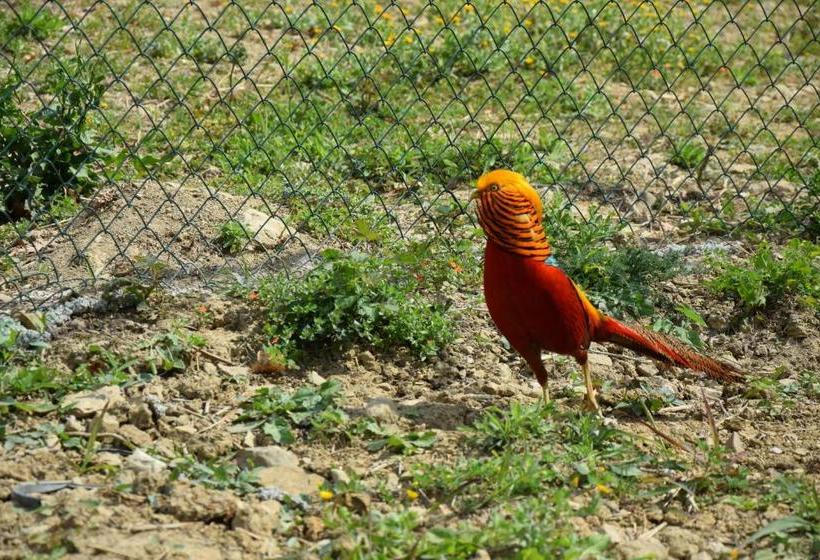 Feudi Enchestre B&b Agropoli