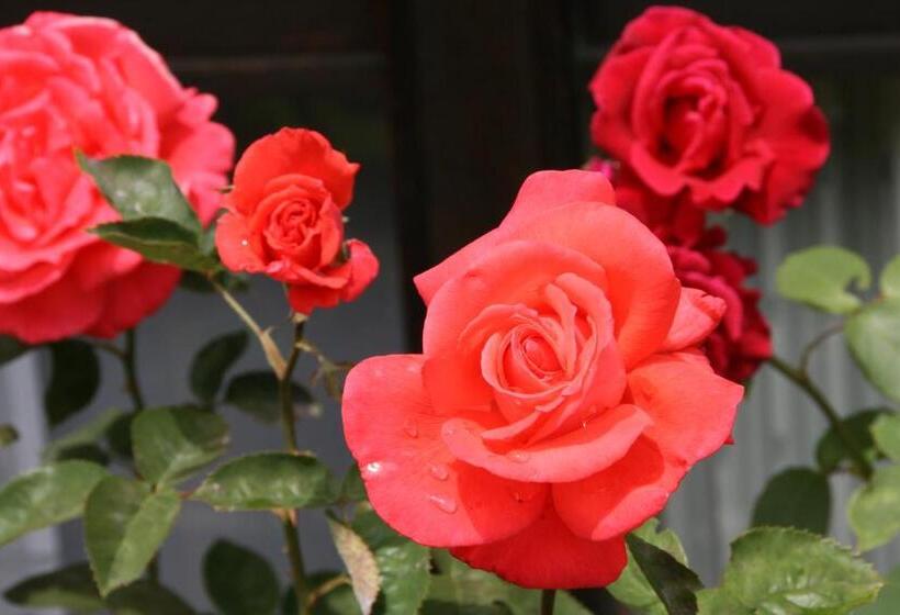 בית מלון כפרי Garni Simplon