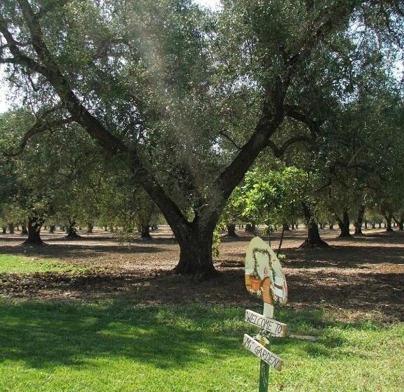 B&b Finestre Tra Gli Ulivi