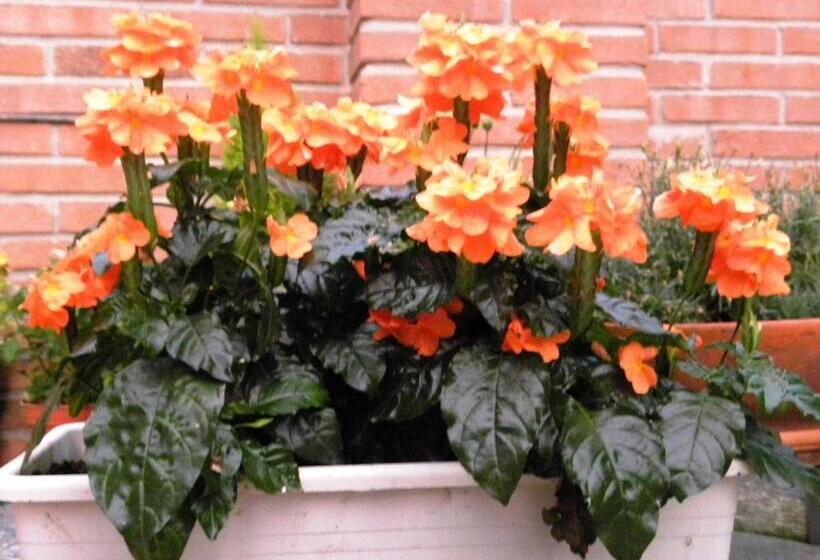 צימר Bed&breakfast La Siepe