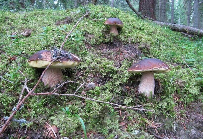 צימר Haus Ofner Am Kreischberg