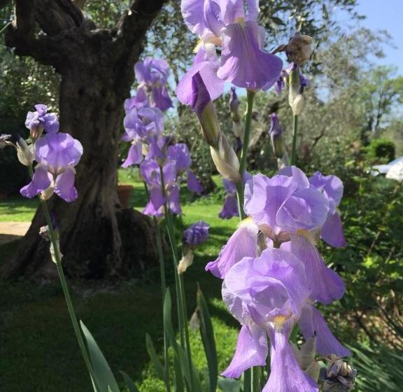 مبيت وإفطار I Glicini Appartamento