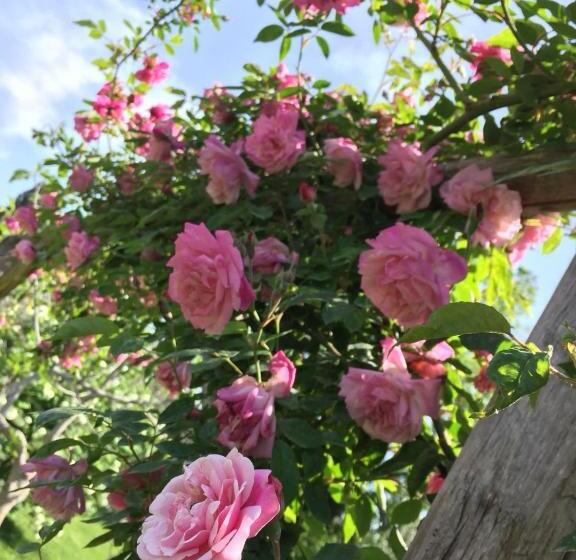 مبيت وإفطار I Glicini Appartamento