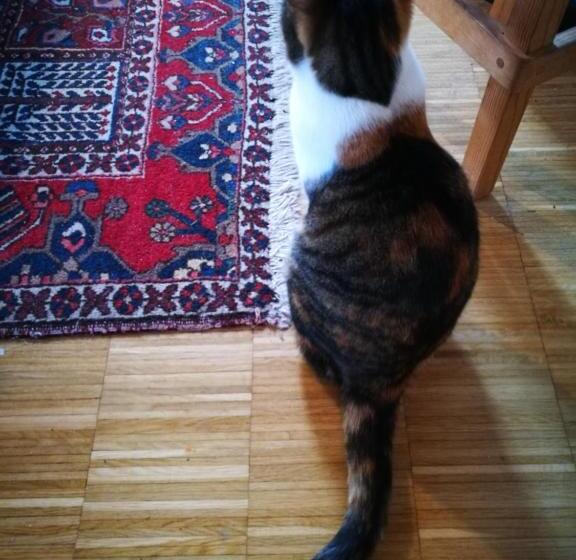 צימר Minavill La Casa Sulle Dolomiti