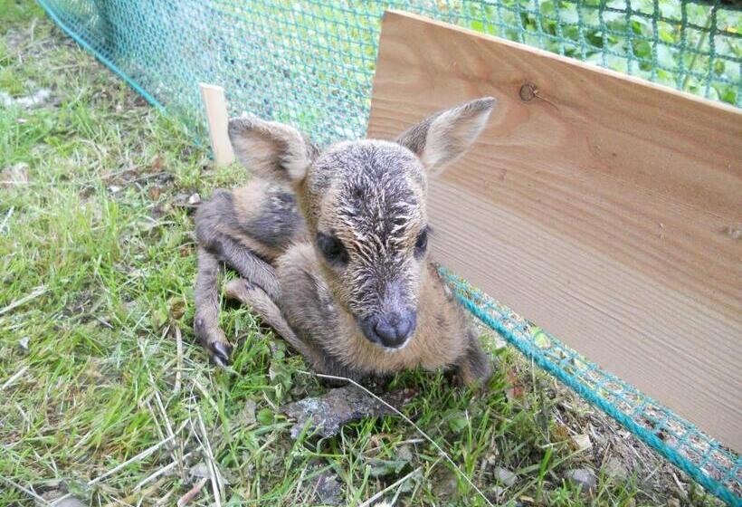 فندق Garni Excelsior