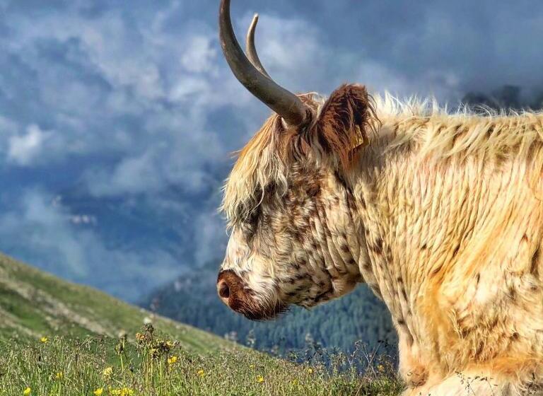 Отель Passo Sella Dolomiti Mountain Resort