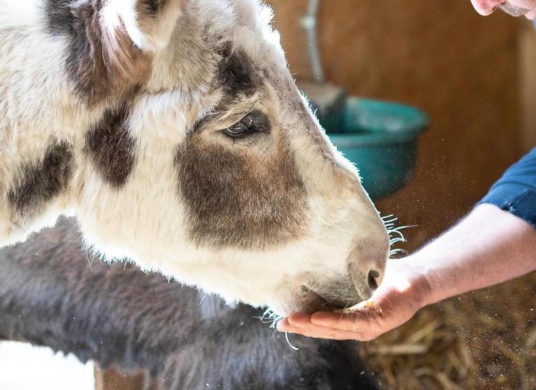 Tenuta Saiano Resort