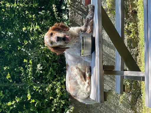 B&b Ronco Degli Ulivi