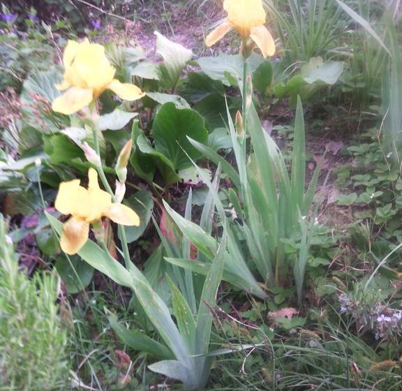 צימר Beb Il Roseto