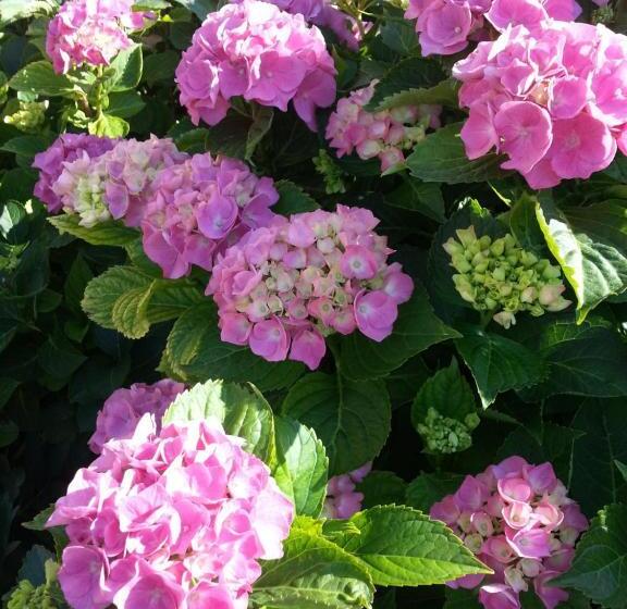 민박 Bed & Bistrò Che Piasì