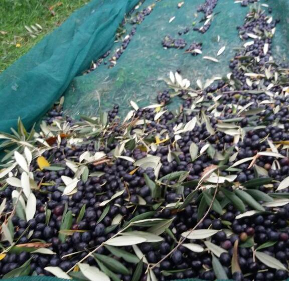 مبيت وإفطار Bigotti