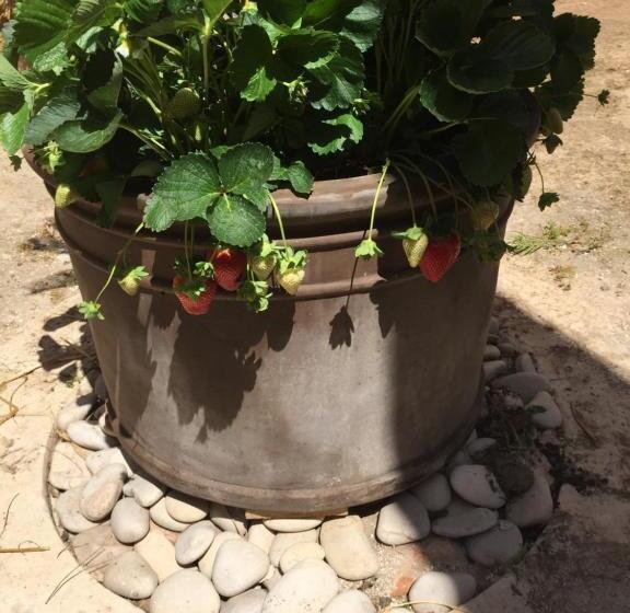 Bed and Breakfast Casale Rocca Fiorita