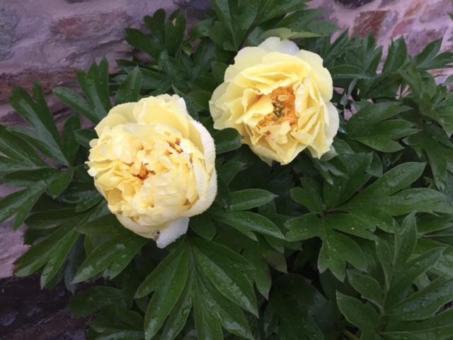 مبيت وإفطار Corte Capitani