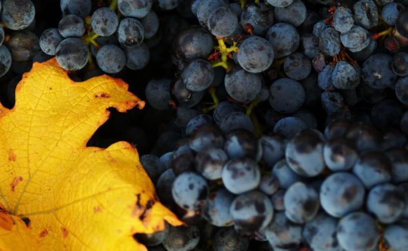 Bed and Breakfast Gästehaus Ringbauer