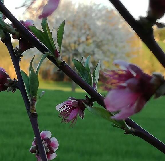 مبيت وإفطار I Ciliegi