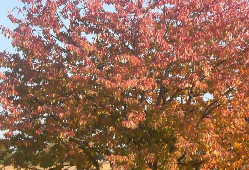 مبيت وإفطار I Ciliegi