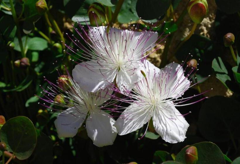 צימר Masseria Galatea Agriturismo