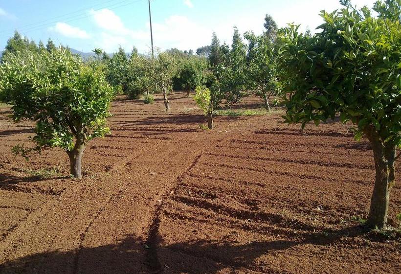 住宿加早餐  Su Carru A Boi