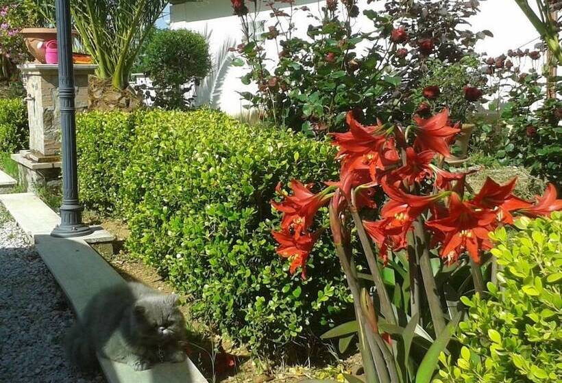 住宿加早餐  Villa Elisa