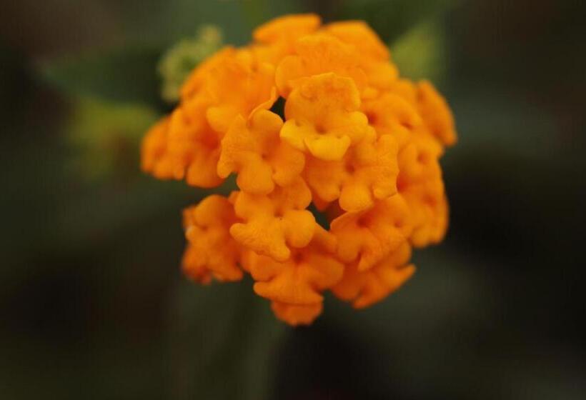 ベッドアンドブレックファースト Villa Verdesca