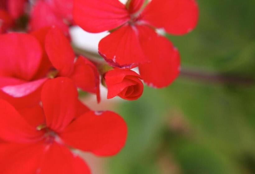 ベッドアンドブレックファースト Villa Verdesca