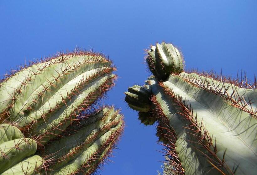 Relais Garden Cactus B&b
