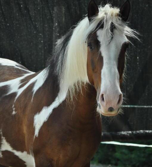 مبيت وإفطار Aiceltis