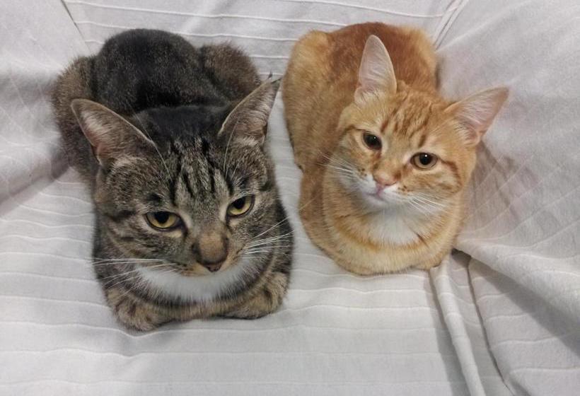 I Tetti Di Sassari B&b