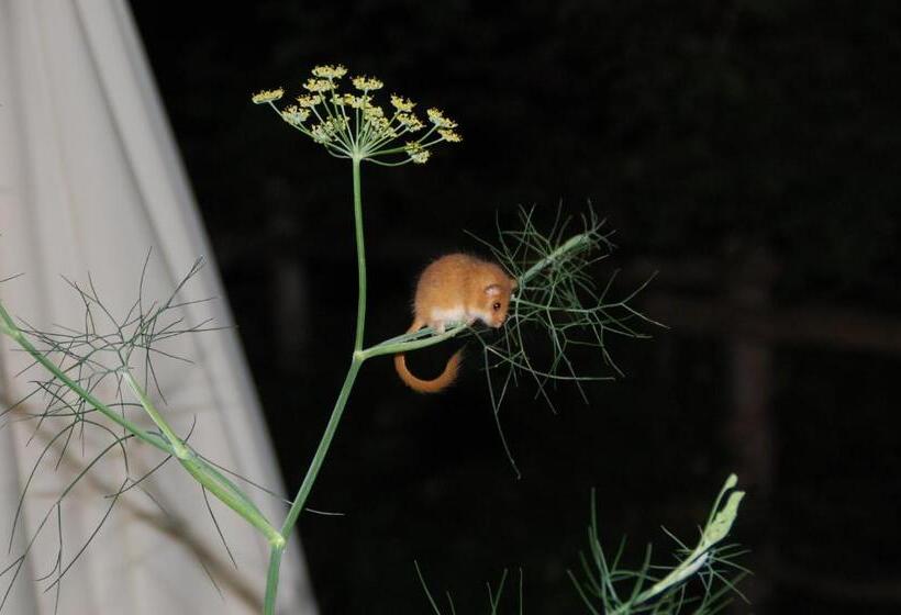 בית מלון כפרי Rifugio Casello Margherita