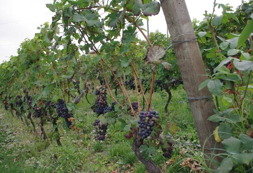 Naturalmente Wine Resort