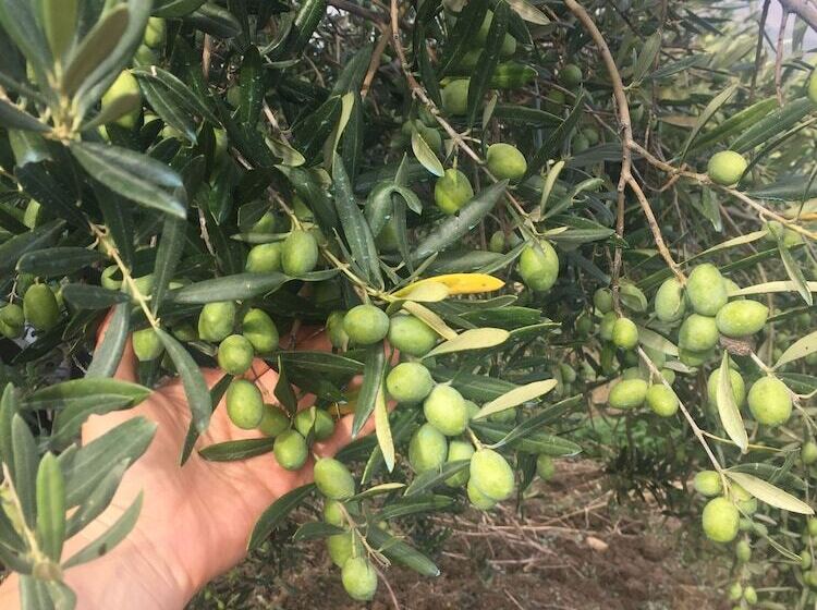 B&b Baglio Degli Ulivi