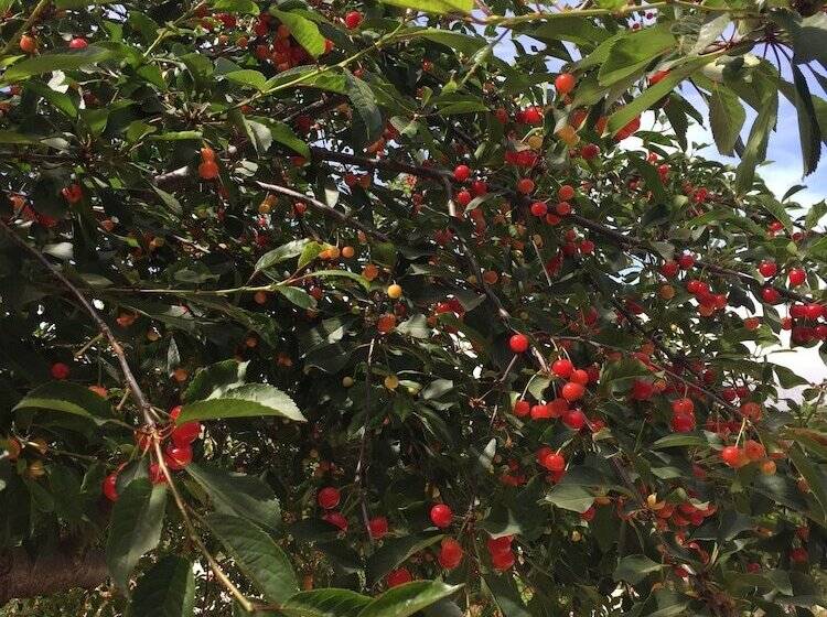 B&b Baglio Degli Ulivi