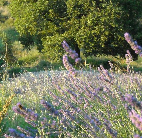 Bed and Breakfast Affittacamere Le Fontanelle