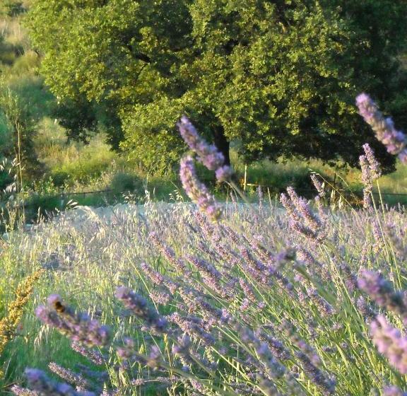 Bed and Breakfast Affittacamere Le Fontanelle