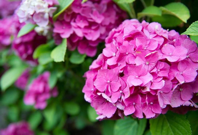 Bed and Breakfast Al Paschè