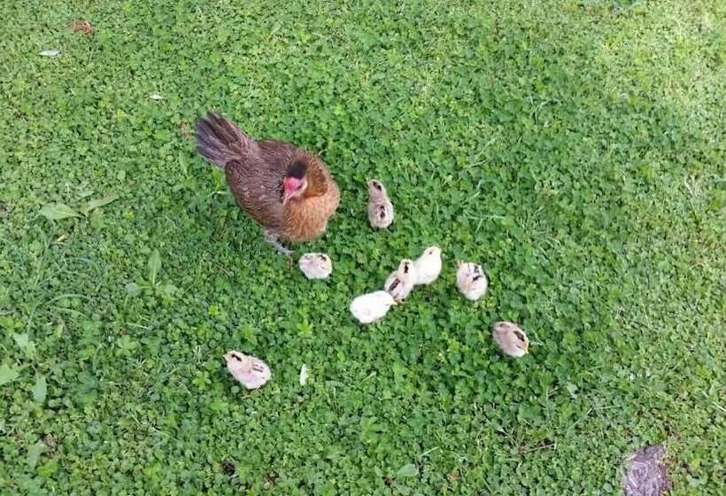 مبيت وإفطار La Convenienza