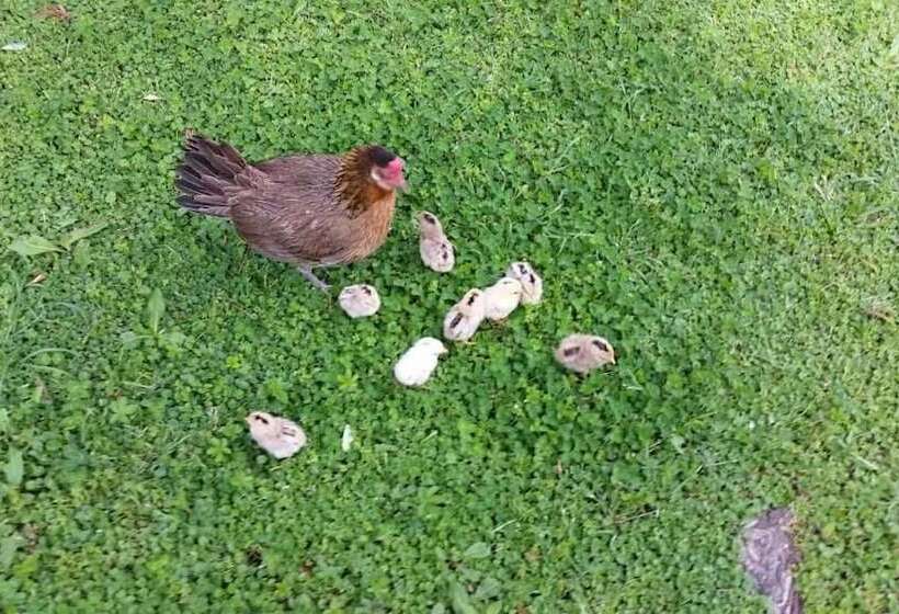 مبيت وإفطار La Convenienza