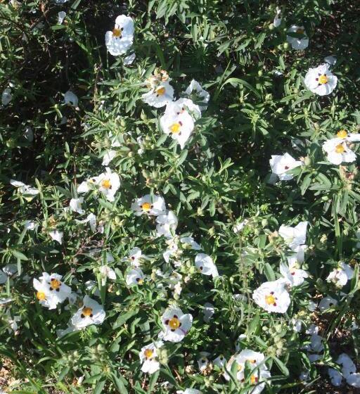 مبيت وإفطار Poggioba