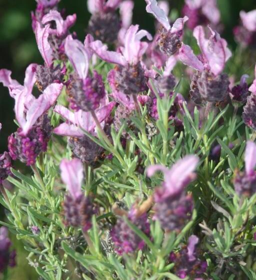 مبيت وإفطار Poggioba