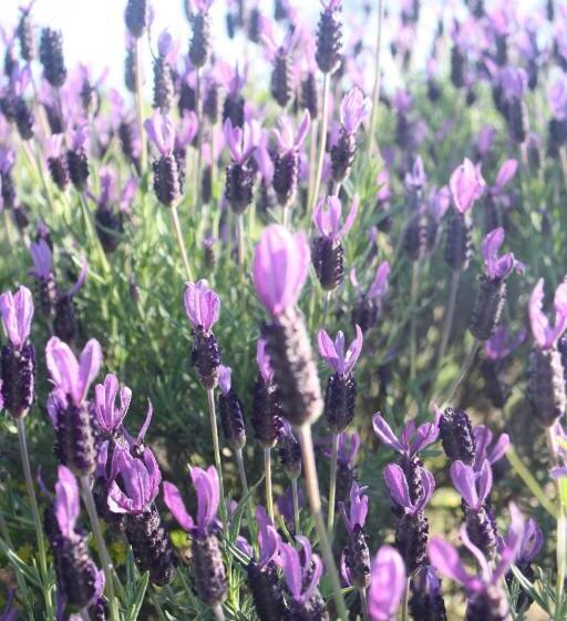 مبيت وإفطار Poggioba