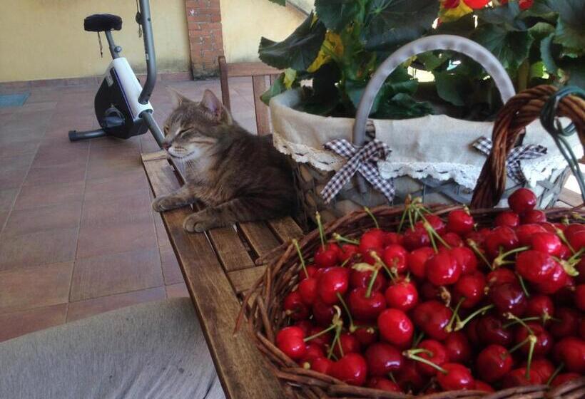 Bed and Breakfast Quattro Gatti