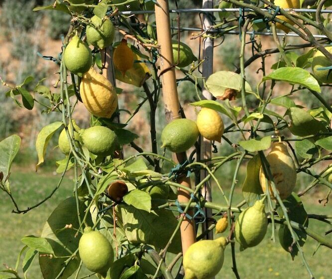 تختخواب و صبحانه Tenuta Le Viiste