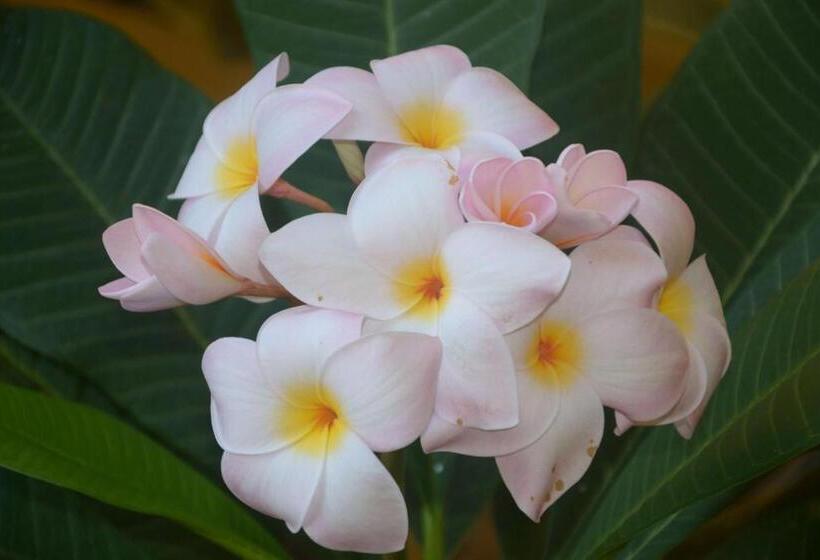 ベッドアンドブレックファースト Villa Felice