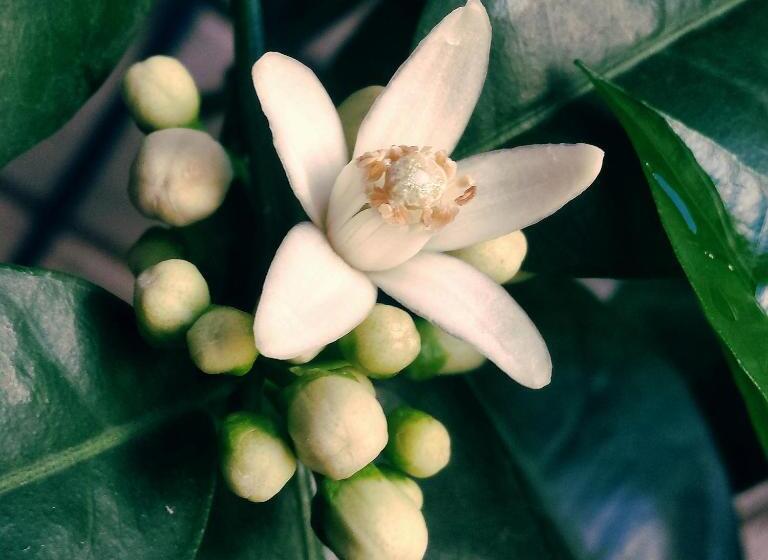 Bed & Breakfast Casa Lisetta