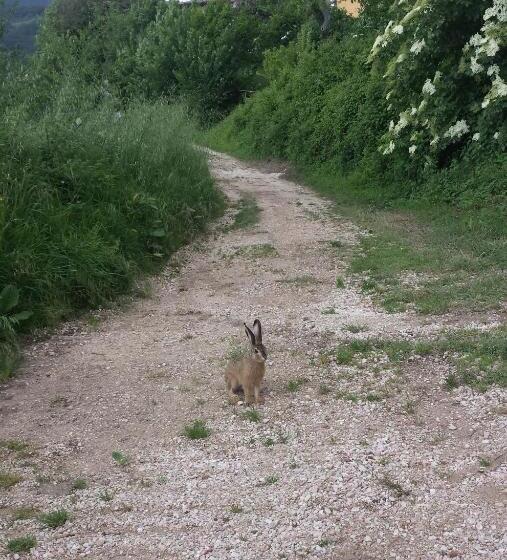 Bed & Breakfast Casa Lisetta