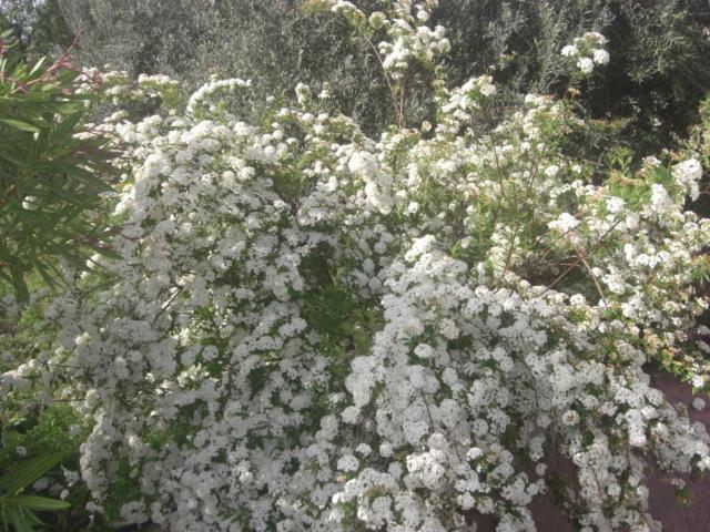 호텔 Albergo Villa Nobile