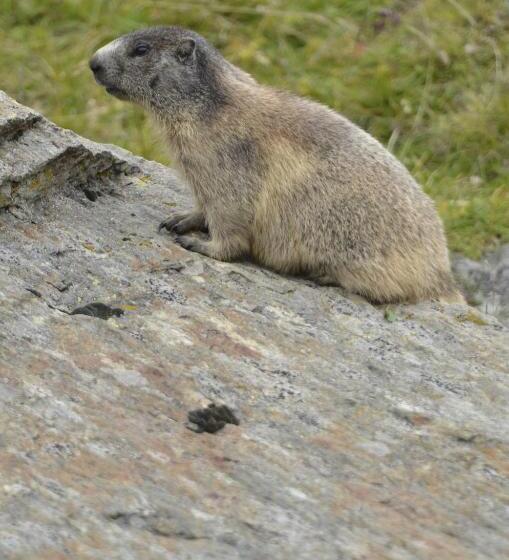 호텔 Alps Oriental Wellness